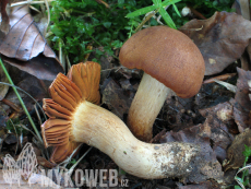 Cortinarius orellanus