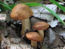 Cortinarius orellanus