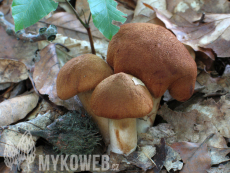 Cortinarius orellanus