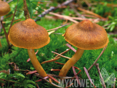 Cortinarius semisanguineus