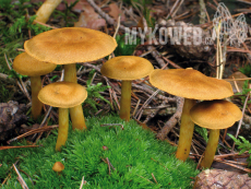 Cortinarius semisanguineus