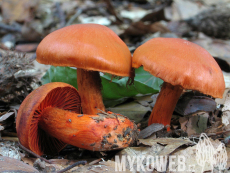 Cortinarius cinnabarinus