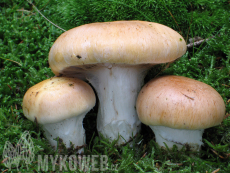 Cortinarius crassus