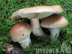 Cortinarius crassus