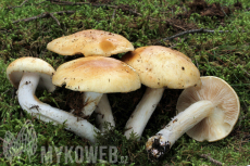 Cortinarius crassus