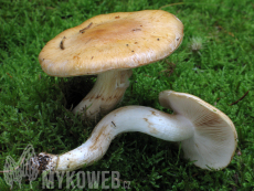 Cortinarius crassus
