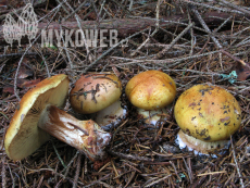 Cortinarius aureofulvus