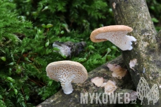 Lentinus suavissimus