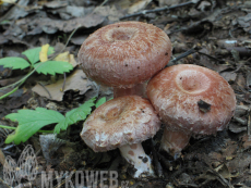 Lactarius torminosus