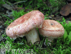 Lactarius torminosus
