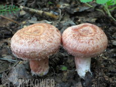 Lactarius torminosus
