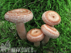 Lactarius torminosus