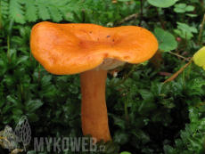 Lactarius aurantiacus