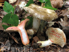 Lactarius acris