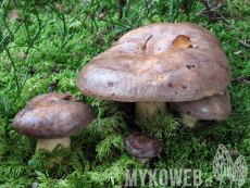 Lactarius trivialis