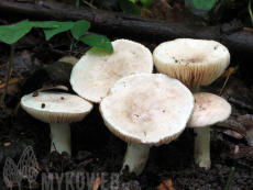 Lactarius azonites