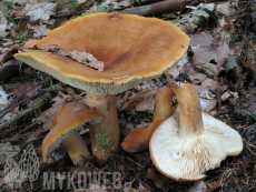 Lactarius volemus