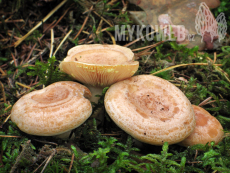 Lactarius chrysorrheus