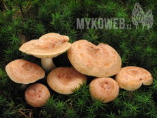 Lactarius chrysorrheus