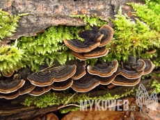 Trametes versicolor