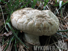 Agaricus bernardii