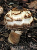 Agaricus bohusii