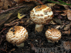 Agaricus bohusii