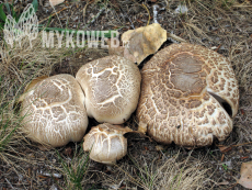 Agaricus bohusii