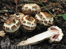 Agaricus bohusii