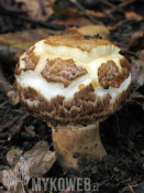 Agaricus bohusii