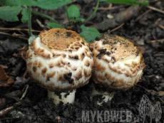 Agaricus bohusii