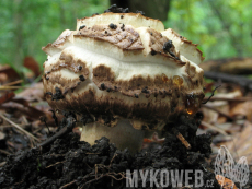 Agaricus bohusii