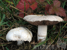 Agaricus campestris