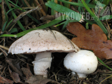 Agaricus campestris