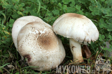 Agaricus xanthodermus