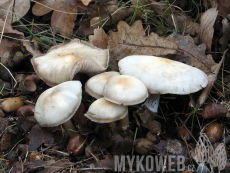 Rhodocollybia butyracea f.asema