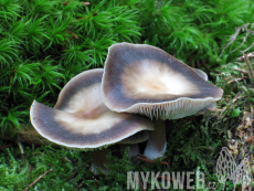 Rhodocollybia butyracea f.asema