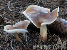 Rhodocollybia butyracea f.asema