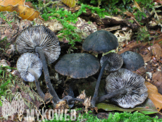 Hydropus atramentosus