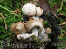 Asterophora lycoperdoides