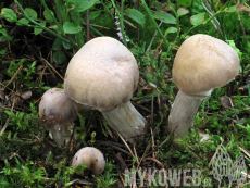 Cortinarius caperatus