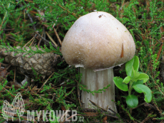 Cortinarius caperatus