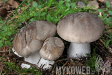 Clitocybe nebularis