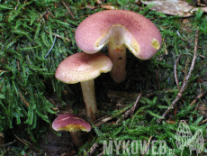 Tricholomopsis rutilans