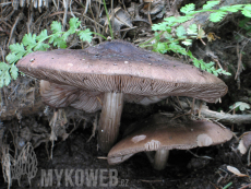 Pluteus atromarginatus