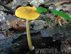 Pluteus leoninus