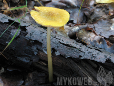 Pluteus leoninus