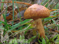 Pholiota lucifera