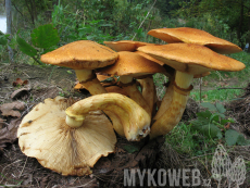 Gymnopilus spectabilis