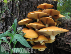 Gymnopilus spectabilis